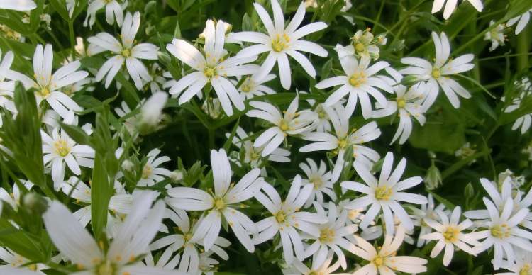 Große Sternmieren Blüten (Bitte hier klicken um dieses Bild in seiner vollen Größe zu betrachten)