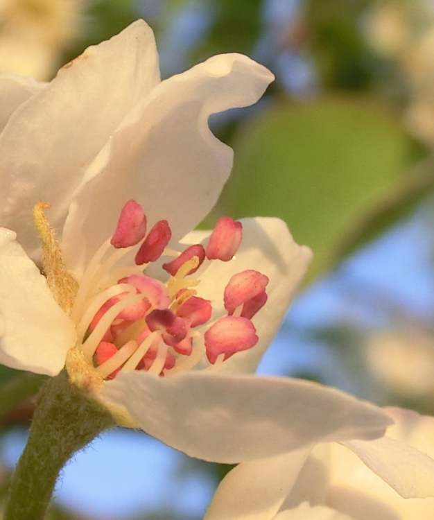 Baumblüte Birne (Bitte hier klicken um dieses Bild in seiner vollen Größe zu betrachten)