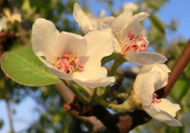 Blütenlust am Birnbaum (Bitte hier klicken um dieses Bild in seiner vollen Größe zu betrachten)
