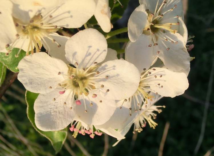 Blüten von der Birne (Bitte hier klicken um dieses Bild in seiner vollen Größe zu betrachten)