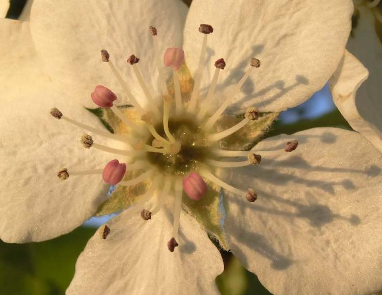 Blütenzebtrum der Birne (Bitte hier klicken um dieses Bild in seiner vollen Größe zu betrachten)