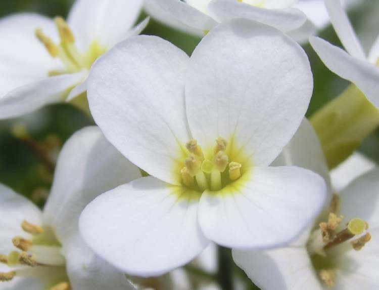 Behaartes Schaumkraut Blüte (Bitte hier klicken um dieses Bild in seiner vollen Größe zu betrachten)