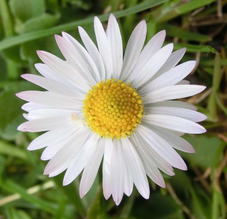 Margeriten Blüte (Bitte hier klicken um dieses Bild in seiner vollen Größe zu betrachten)