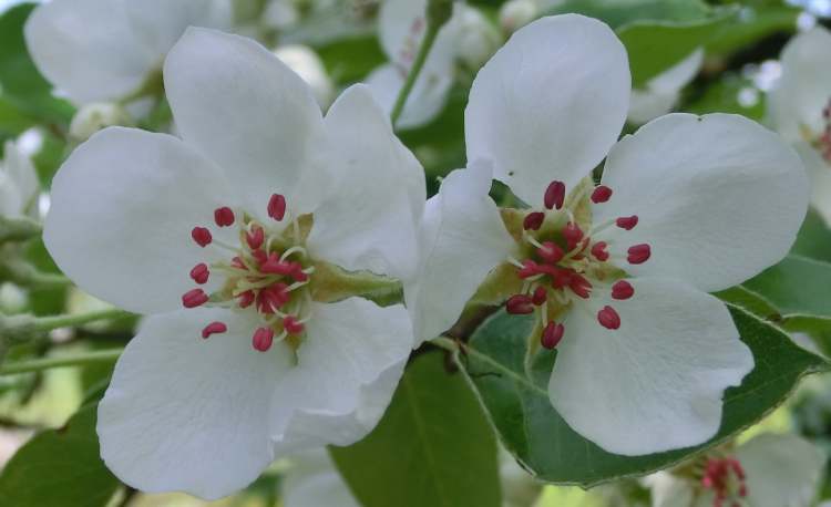 zwei Birnbaumblüten (Bitte hier klicken um dieses Bild in seiner vollen Größe zu betrachten)