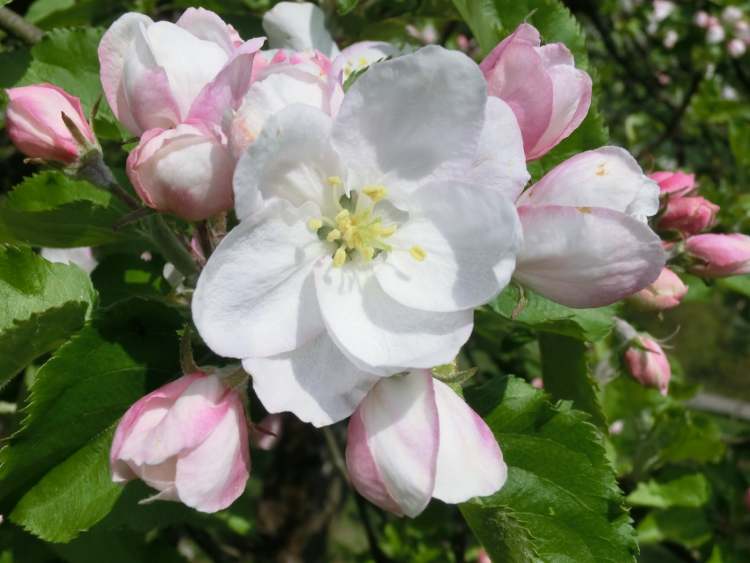 Apfelbaum Blüten und Knospen (Bitte hier klicken um dieses Bild in seiner vollen Größe zu betrachten)