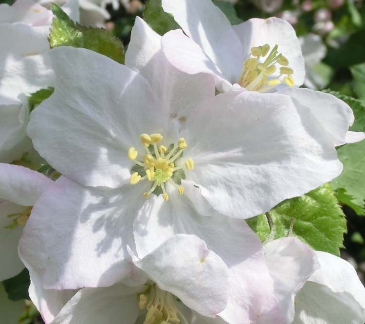 weiße Apfelbaumblüten (Bitte hier klicken um dieses Bild in seiner vollen Größe zu betrachten)