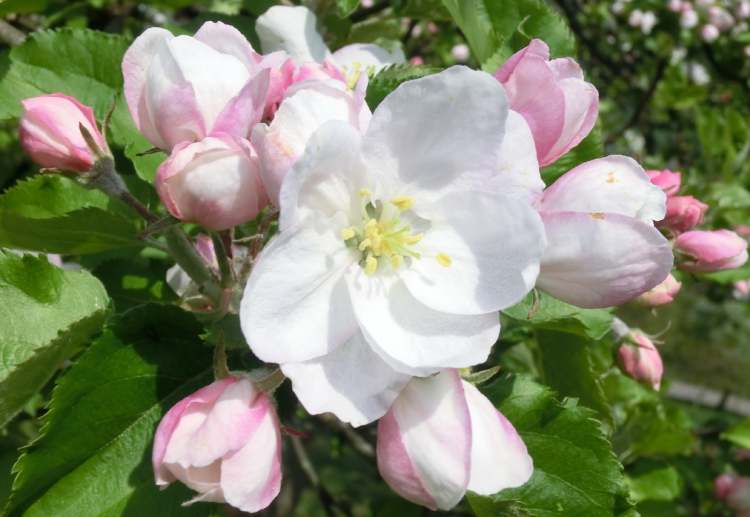 Apfelbaum Blüte und Knospen (Bitte hier klicken um dieses Bild in seiner vollen Größe zu betrachten)