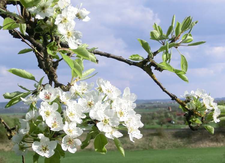 Birnbaum Äste im Frühling (Bitte hier klicken um dieses Bild in seiner vollen Größe zu betrachten)