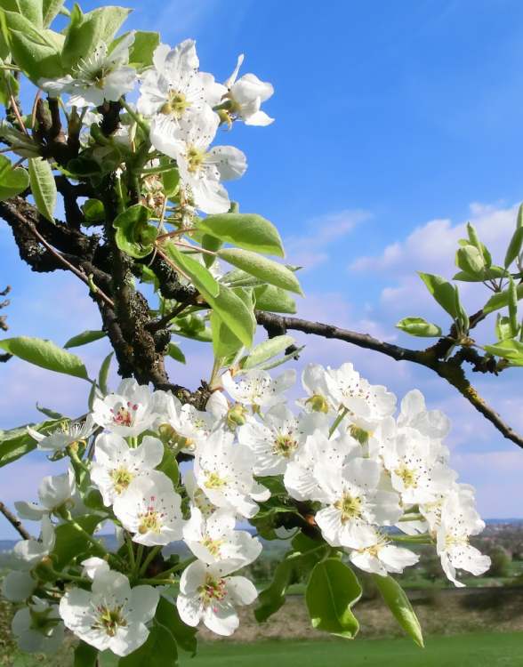 Birnbaum Ast im Frühling (Bitte hier klicken um dieses Bild in seiner vollen Größe zu betrachten)