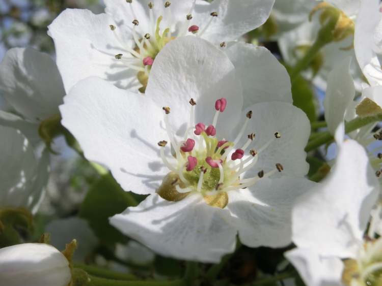 Birnenblüten im Frühjahr (Bitte hier klicken um dieses Bild in seiner vollen Größe zu betrachten)