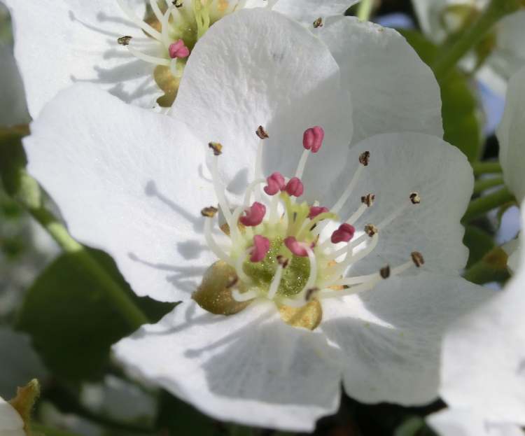 Birnenblüte (Bitte hier klicken um dieses Bild in seiner vollen Größe zu betrachten)
