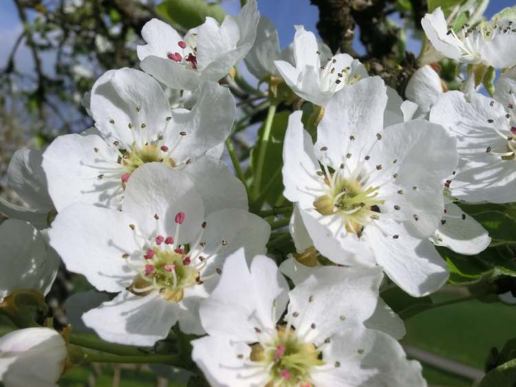 Birnbazum Blütenfülle (Bitte hier klicken um dieses Bild in seiner vollen Größe zu betrachten)