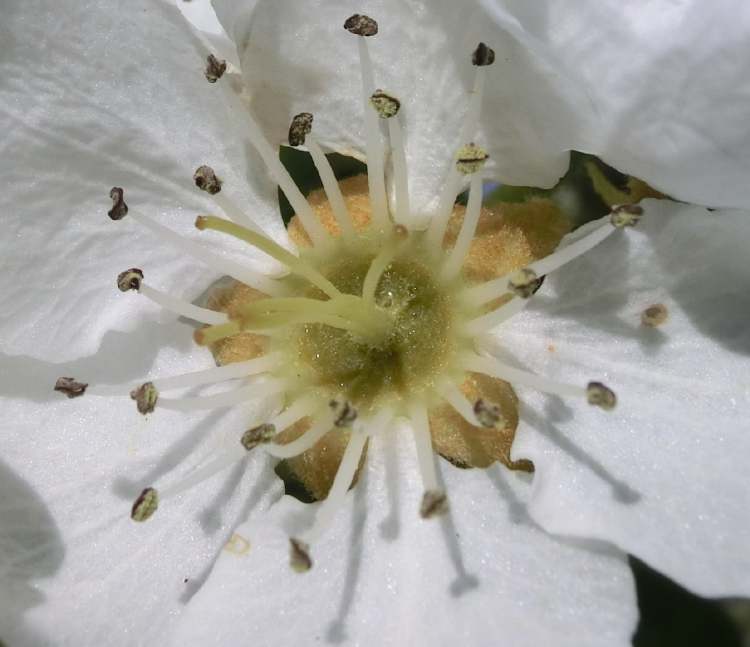 Blütenstempel Birne (Bitte hier klicken um dieses Bild in seiner vollen Größe zu betrachten)