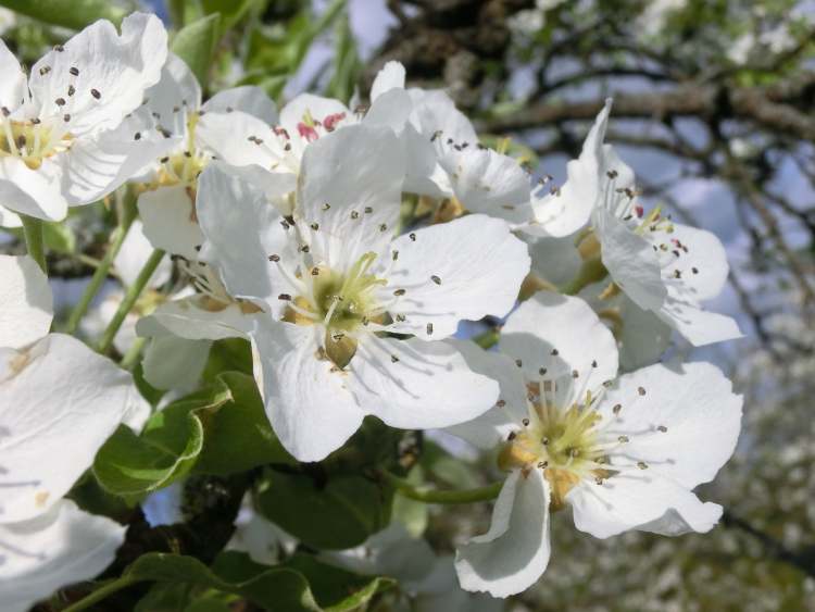Birnenblüten (Bitte hier klicken um dieses Bild in seiner vollen Größe zu betrachten)