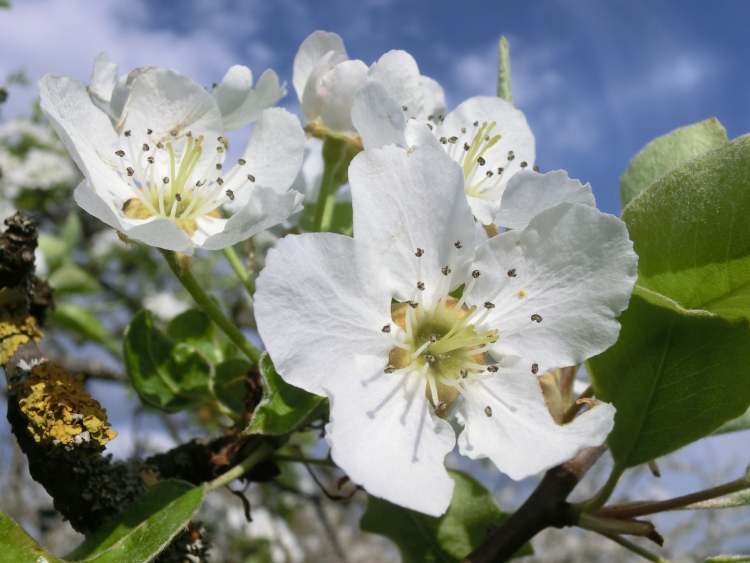 Blüten im Birnbaumhimmel (Bitte hier klicken um dieses Bild in seiner vollen Größe zu betrachten)