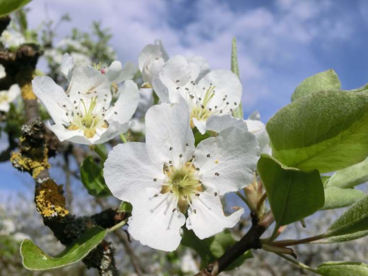 Birnenblüte am Baum (Bitte hier klicken um dieses Bild in seiner vollen Größe zu betrachten)