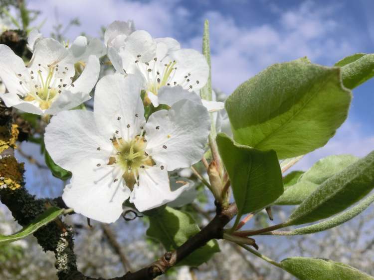 Birnenblüten im Himmel (Bitte hier klicken um dieses Bild in seiner vollen Größe zu betrachten)