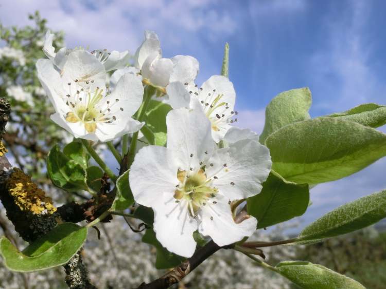 Birnenblüte im Frühlingshimmel (Bitte hier klicken um dieses Bild in seiner vollen Größe zu betrachten)