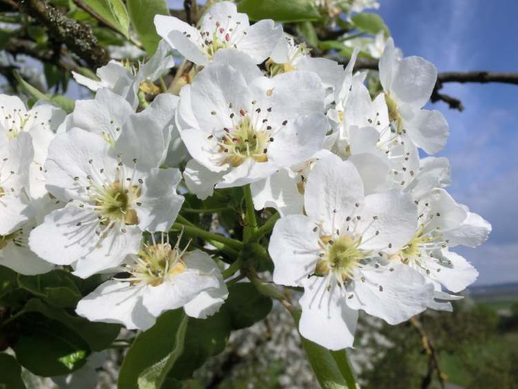 Birnenblütenfülle (Bitte hier klicken um dieses Bild in seiner vollen Größe zu betrachten)