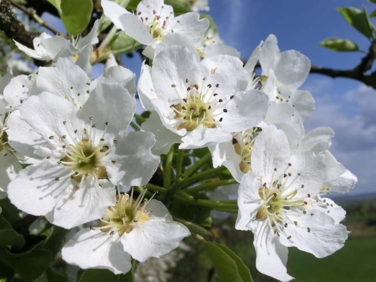 Birnenblüten in der Sonne (Bitte hier klicken um dieses Bild in seiner vollen Größe zu betrachten)