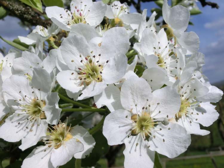 viel Birnenblüten ergeben viele Birnen (Bitte hier klicken um dieses Bild in seiner vollen Größe zu betrachten)