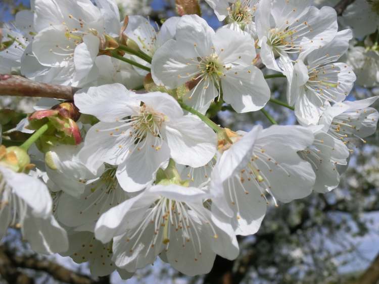 Birnenblüte schon fast verblüht (Bitte hier klicken um dieses Bild in seiner vollen Größe zu betrachten)