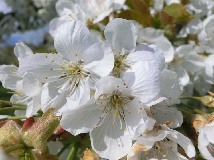 Birnenblüten am Baum (Bitte hier klicken um dieses Bild in seiner vollen Größe zu betrachten)
