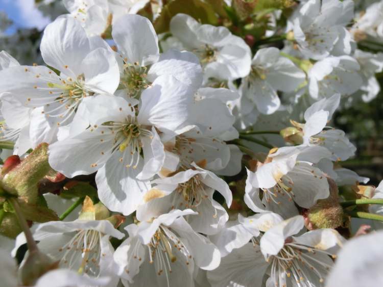 Obstbaumblütenpracht (Bitte hier klicken um dieses Bild in seiner vollen Größe zu betrachten)