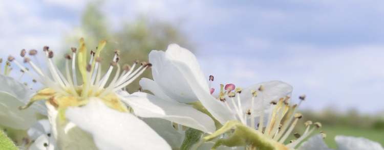 Obstbaumblüten (Bitte hier klicken um dieses Bild in seiner vollen Größe zu betrachten)