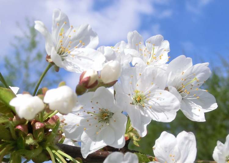 Obstbaumblütenpracht im Frühling (Bitte hier klicken um dieses Bild in seiner vollen Größe zu betrachten)