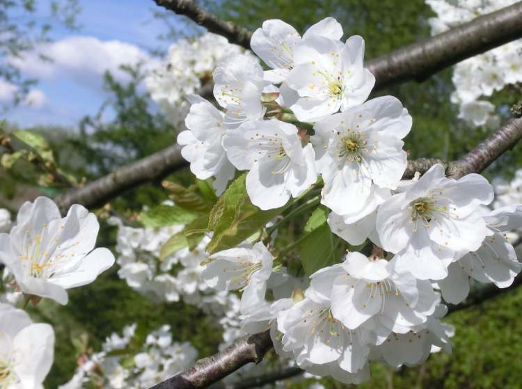 Äste mit Blüten (Bitte hier klicken um dieses Bild in seiner vollen Größe zu betrachten)