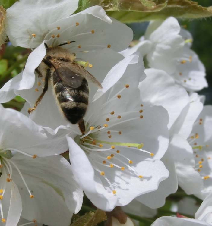 Fleißige Biene in Blüte (Bitte hier klicken um dieses Bild in seiner vollen Größe zu betrachten)