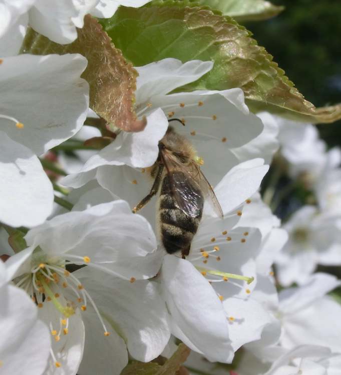 Fleißige Biene in Baumblüte (Bitte hier klicken um dieses Bild in seiner vollen Größe zu betrachten)