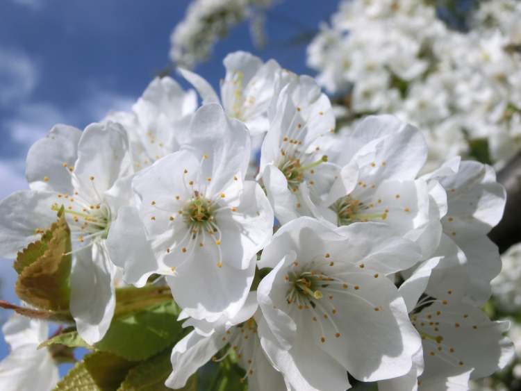 Das Baumblüten Himmelreich (Bitte hier klicken um dieses Bild in seiner vollen Größe zu betrachten)