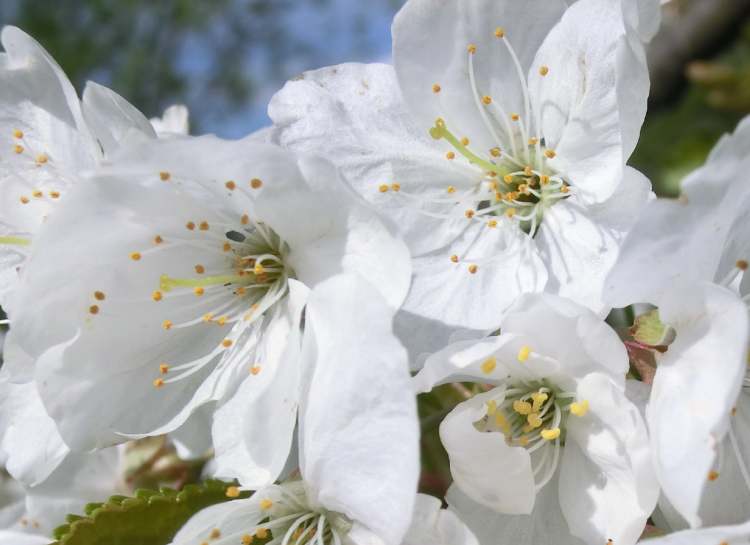 Baumblüten in der Sonne (Bitte hier klicken um dieses Bild in seiner vollen Größe zu betrachten)