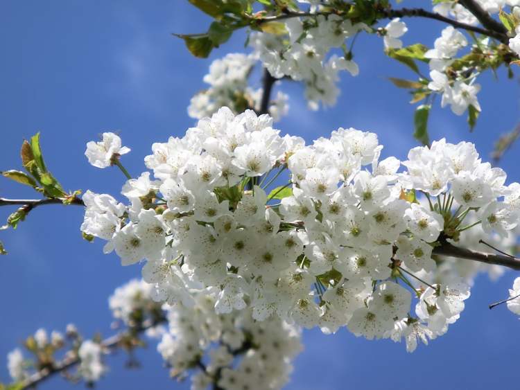 Frühlingsblüten (Bitte hier klicken um dieses Bild in seiner vollen Größe zu betrachten)