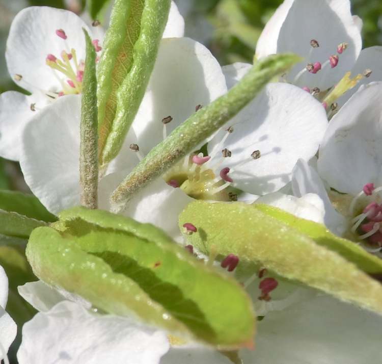 Blütenlebenslust (Bitte hier klicken um dieses Bild in seiner vollen Größe zu betrachten)