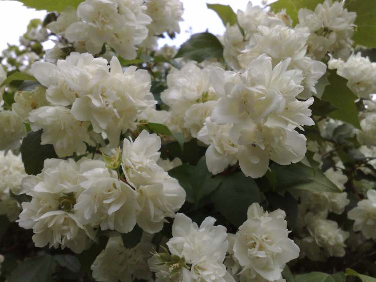 Weiße Pfingstrosen-Staude Blüten (Bitte hier klicken um dieses Bild in seiner vollen Größe zu betrachten)