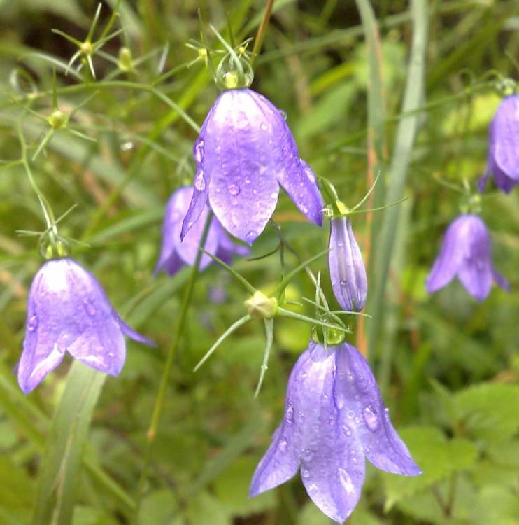 Glockenblumen Blüten nach Regen (Bitte hier klicken um dieses Bild in seiner vollen Größe zu betrachten)