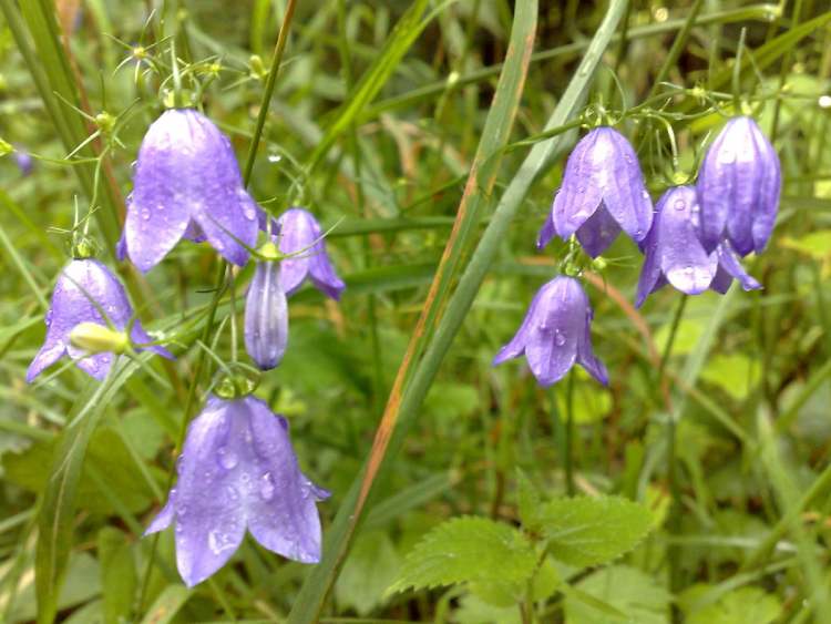 Blüten der Glockenblume (Bitte hier klicken um dieses Bild in seiner vollen Größe zu betrachten)