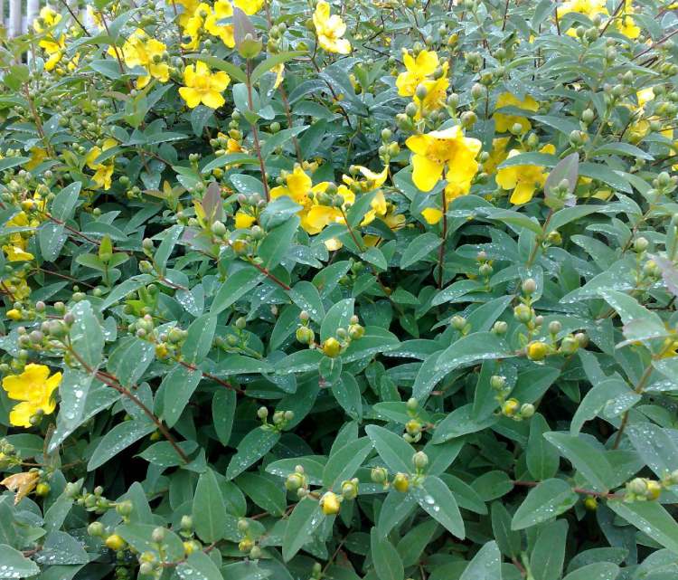 gelbe Blüten eines Strauches (Bitte hier klicken um dieses Bild in seiner vollen Größe zu betrachten)