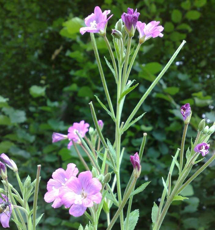 eine Blume im Wald (Bitte hier klicken um dieses Bild in seiner vollen Größe zu betrachten)