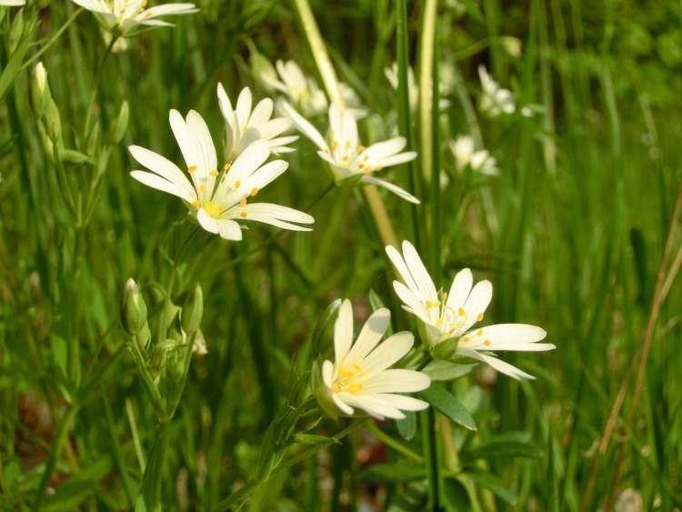 Blüten in Wiese (Bitte hier klicken um dieses Bild in seiner vollen Größe zu betrachten)