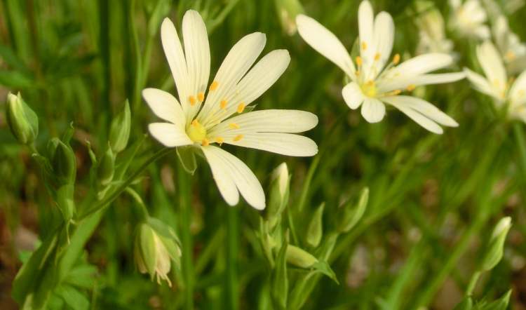 Blüten in der Wiese (Bitte hier klicken um dieses Bild in seiner vollen Größe zu betrachten)