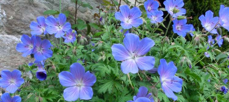 Storchenschnabel Blüten (Bitte hier klicken um dieses Bild in seiner vollen Größe zu betrachten)