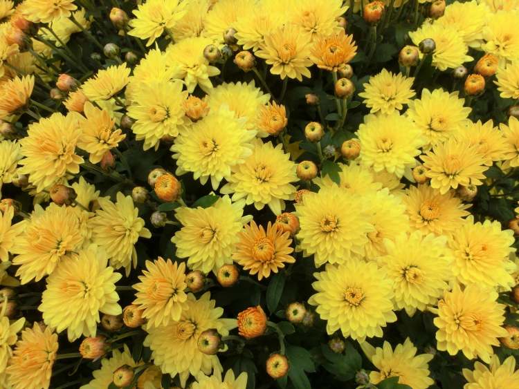 Chrysanthemen (Bitte hier klicken um dieses Bild in seiner vollen Größe zu betrachten)