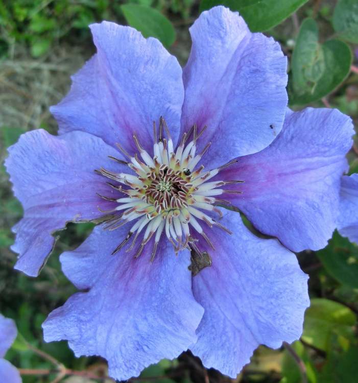 Die schöne blaue Blume (Bitte hier klicken um dieses Bild in seiner vollen Größe zu betrachten)