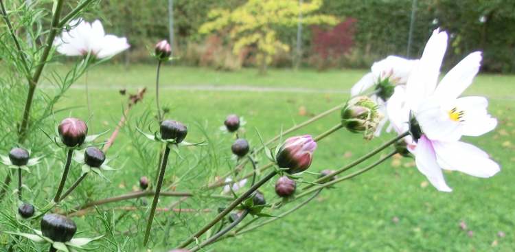 Cosmea (Bitte hier klicken um dieses Bild in seiner vollen Größe zu betrachten)