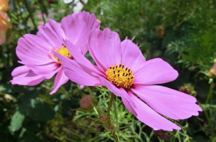 Cosmea Blüten (Bitte hier klicken um dieses Bild in seiner vollen Größe zu betrachten)