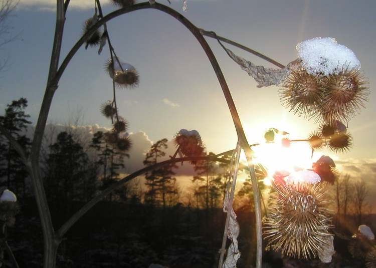 Winterdistel im Abendlicht (Bitte hier klicken um dieses Bild in seiner vollen Größe zu betrachten)